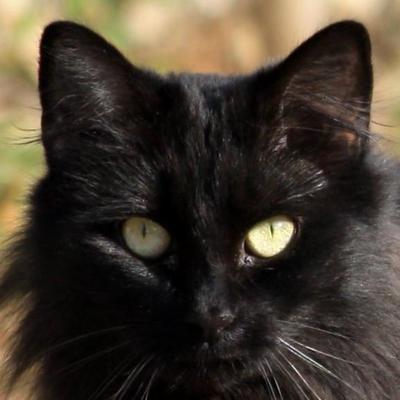 housepanther